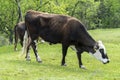 Brown cow - Bulgarian cattle breed