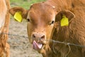 Brown cow calf Royalty Free Stock Photo