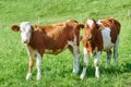 Brown cow calf on green pasture Royalty Free Stock Photo