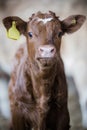 Brown cow calf isolated on plain background with funny eyes Royalty Free Stock Photo