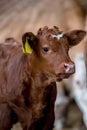 Brown cow calf  on plain background Royalty Free Stock Photo