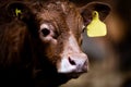 Brown cow calf  on plain background Royalty Free Stock Photo