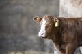 Brown cow calf in a cow shed isolated against backdrop Royalty Free Stock Photo