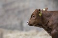 Brown cow calf standing in a barn isolated from background Royalty Free Stock Photo