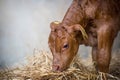 Brown cow calf standing in a barn isolated from background Royalty Free Stock Photo