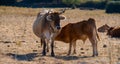 Brown cow and calf sucking milk, Goni plateau, central sardinia Royalty Free Stock Photo