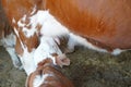 Brown cow and calf suckling in a barn Royalty Free Stock Photo