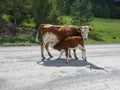 Brown cow and calf suckling