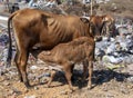 A brown cow and calf suckling in in the landfill, in Indonesia Royalty Free Stock Photo