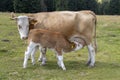 Brown cow and calf suckling Royalty Free Stock Photo