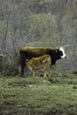 Brown cow and calf suckling in a prairie Royalty Free Stock Photo