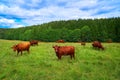 Cow cattle in Harz forest of Germany Royalty Free Stock Photo