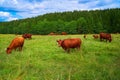 Cow cattle in Harz forest of Germany Royalty Free Stock Photo