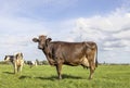 Brown cow choclate dairy standing proudly in a pasture, large full udder, blue sky, standing on green grass in a field