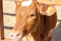 Brown cow is close up. Funny curious cow. Farm animals. Cow standing in the farm. The cow licks tongue. Pets concept. Background Royalty Free Stock Photo