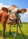 Brown cow close up