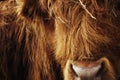 Brown cow closeup