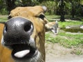 Brown cow closeup, muzzle and nose