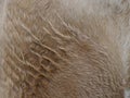 Brown cow coat in the detail Royalty Free Stock Photo