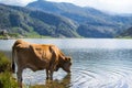 Brown cow drinking water in Ercina Lake, Covadonga Lakes, Asturias, Spain Royalty Free Stock Photo