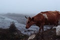 Brown cow drinking water from the stream. Royalty Free Stock Photo