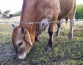 Brown cow eating at organic farm in Martinique, French West Indies. Cows in Caribbean meadow. Close-up of brahman cow Royalty Free Stock Photo