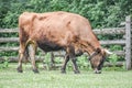 Brown Cow Eating in Pasture, Wooden Fence Royalty Free Stock Photo