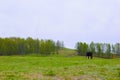 a brown cow eats grass in a meadow Royalty Free Stock Photo