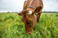 A brown cow eats grass in a meadow in spring. Royalty Free Stock Photo