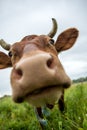 A brown cow eats grass in a meadow in spring. Royalty Free Stock Photo