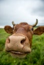 A brown cow eats grass in a meadow in spring. Royalty Free Stock Photo