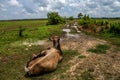 Brown cow on empty road in South Africa Royalty Free Stock Photo