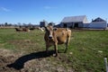 Brown cow in farm