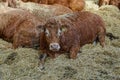 Brown cow in the farm sitting near other cows