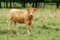 Brown cow in the field Royalty Free Stock Photo