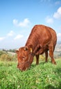 Brown cow in field