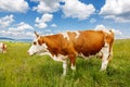 Brown cow on field Royalty Free Stock Photo