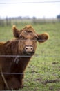 Brown Cow Royalty Free Stock Photo