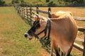 Brown cow in the field with the wooden fence on the back. Autumn time Royalty Free Stock Photo