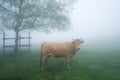 Brown cow on foggy field