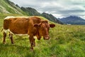 Brown cow is on fresh green mountain pastures on the Alpine meadow at summer day. Royalty Free Stock Photo