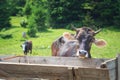 Brown cow in front of mountain landscape