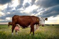 A brown cow with a full large udder eats grass in a green meadow Royalty Free Stock Photo