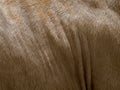 Brown cow fur in the detail Royalty Free Stock Photo