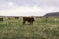 Brown cow gazing - facing the camera