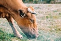Brown cow with giant horns eating grass in the farm Royalty Free Stock Photo