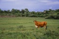 Brown cow on a grass field