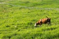 Brown cow graze on meadow with green grass Royalty Free Stock Photo