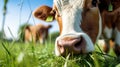 A brown cow grazes on a meadow and eats a young spring grass closeup. Royalty Free Stock Photo