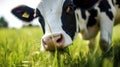 A brown cow grazes on a meadow and eats a young spring grass closeup. Royalty Free Stock Photo